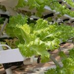 معالجة مياه الزراعة المائية